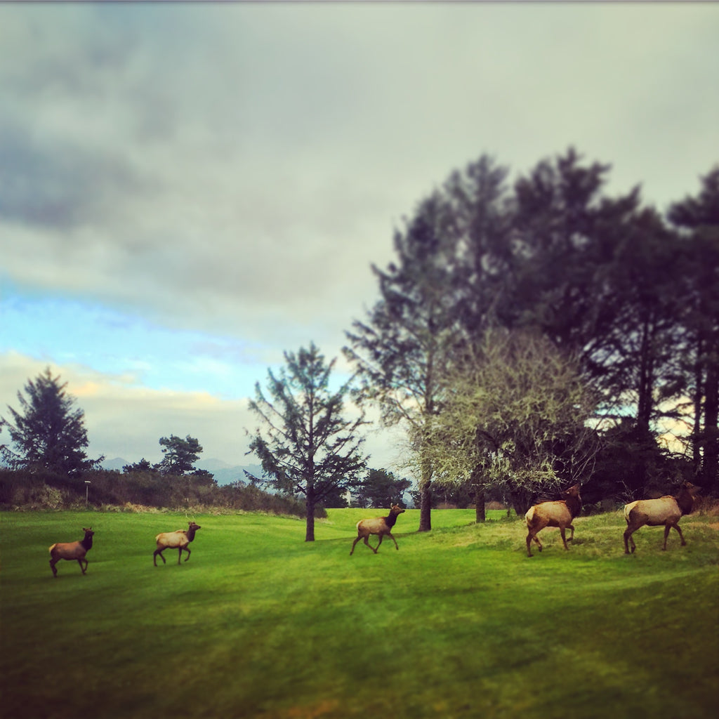 Highlands "Ser Eldrick the Pin Slayer" High Crown Tour Visor - White (Made in the USA)